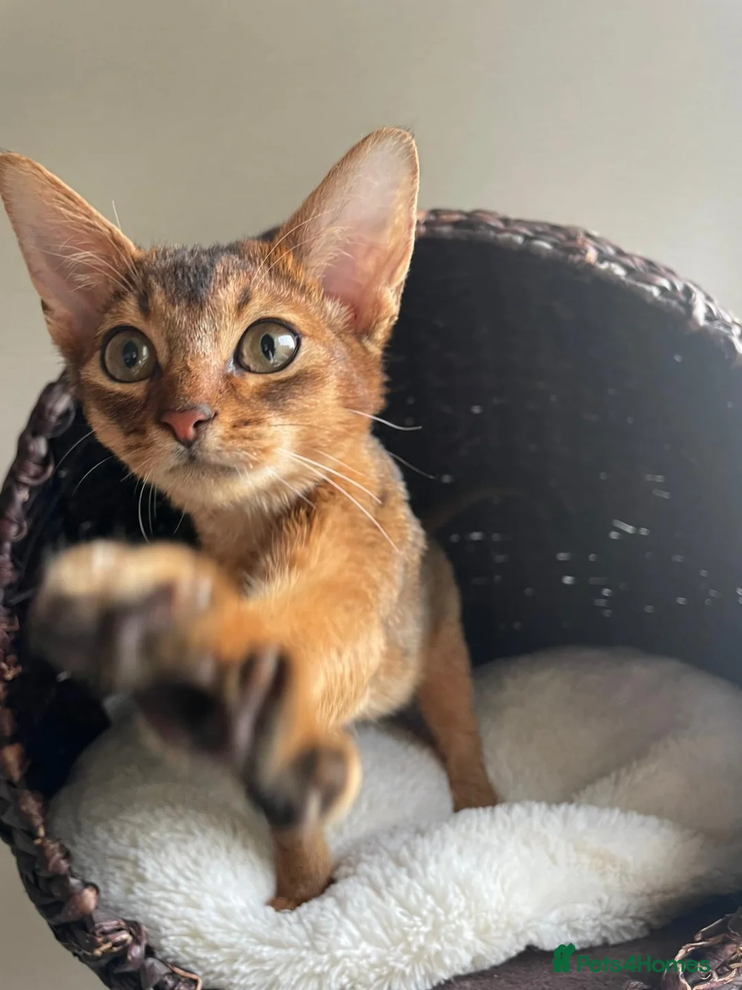 Abyssinian cats for sale: Abyssinian Kitten Boy and girl Tica Show Quality  - Advert 19