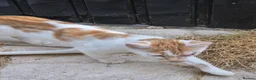 Mixed Breed cats for sale: Calico girl, Ginger and white short haired boys - Advert 9