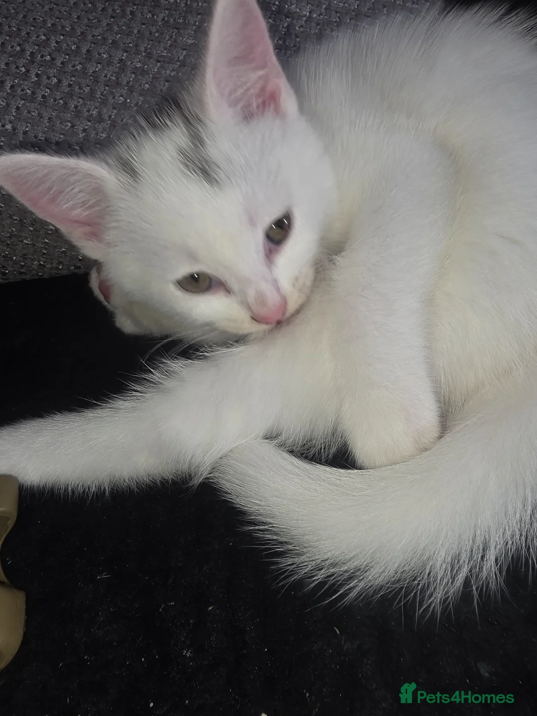 Mixed Breed cats for sale: Beautiful little girl  - Advert 2