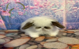 Mini Lion Lop rabbits for sale: Double mane lionlops ready 23rd Oct  - Image 1