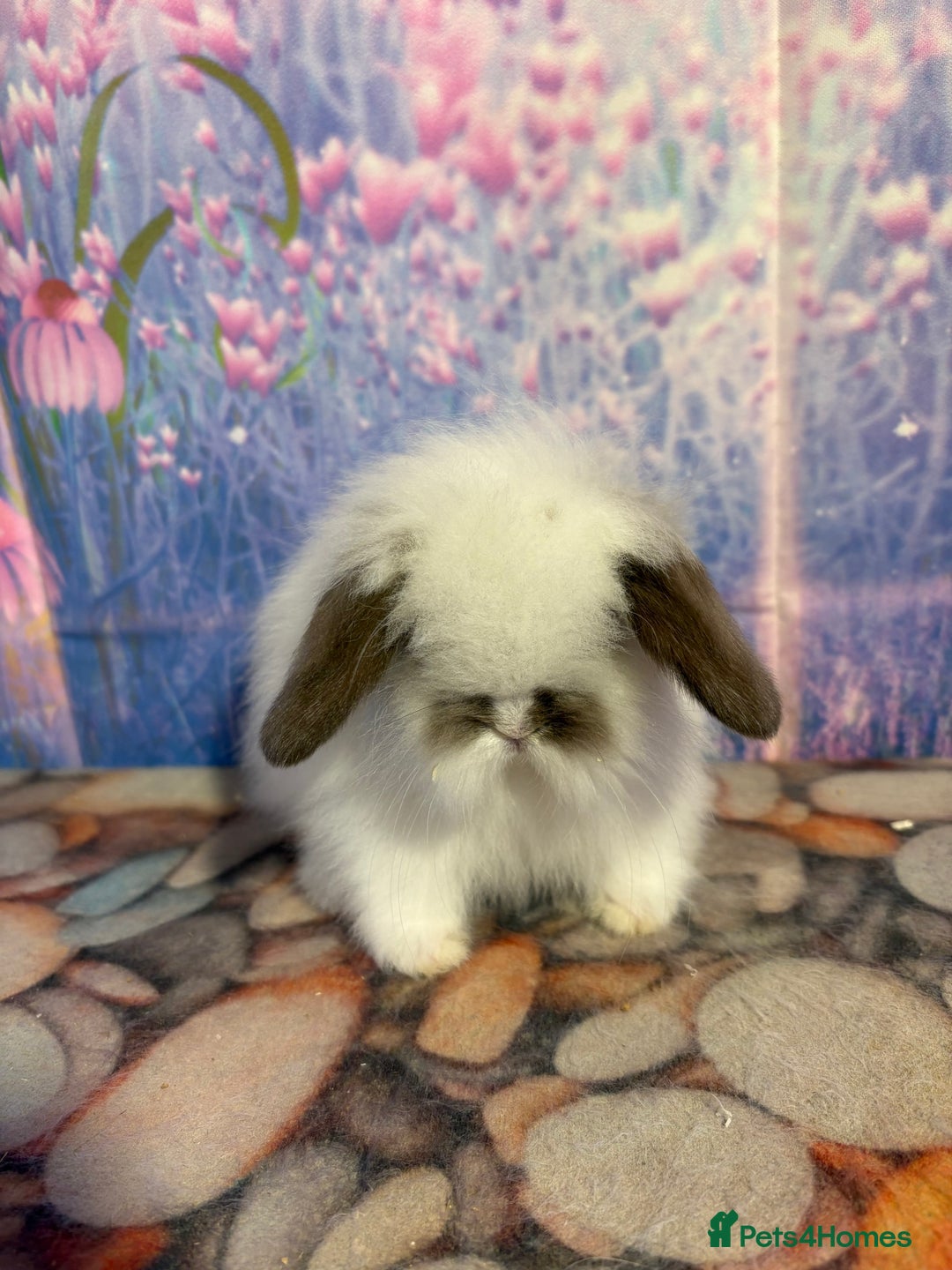 Mini Lion Lop rabbits for sale: Double mane lionlops ready 23rd Oct  - Image 1