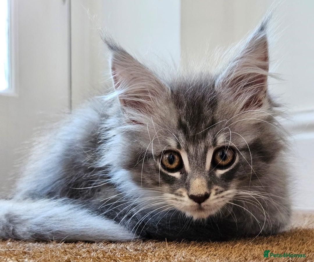 Maine Coon cats for sale: XL Maine Coon kittens - Image 11