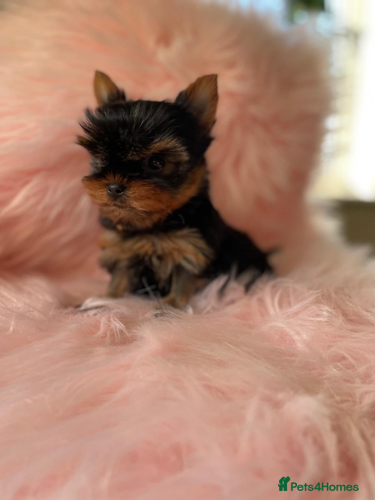 Yorkshire Terrier dogs Small size Puppies Available girl and boy  - Advert 3
