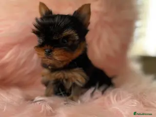 Yorkshire Terrier dogs Small size Puppies Available girl and boy - Advert 3