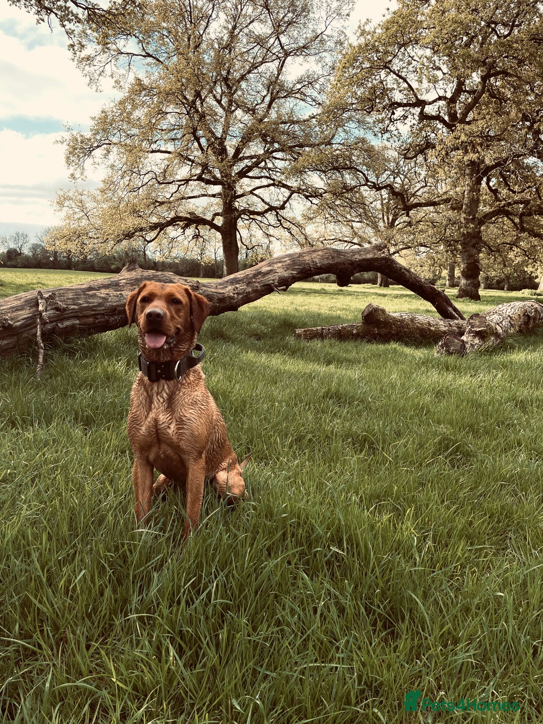 Labrador Retriever dogs for sale: KC Fox Red Labrador Litter.  - Image 3