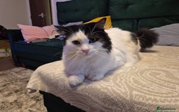 Mixed Breed cats for sale: Loving Indoor Cat Looking for a Good New Home - Image 4