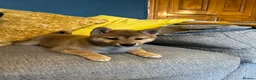 Japanese Shiba Inu dogs for sale: Pure bred Shiba Inu Puppies - Advert 9