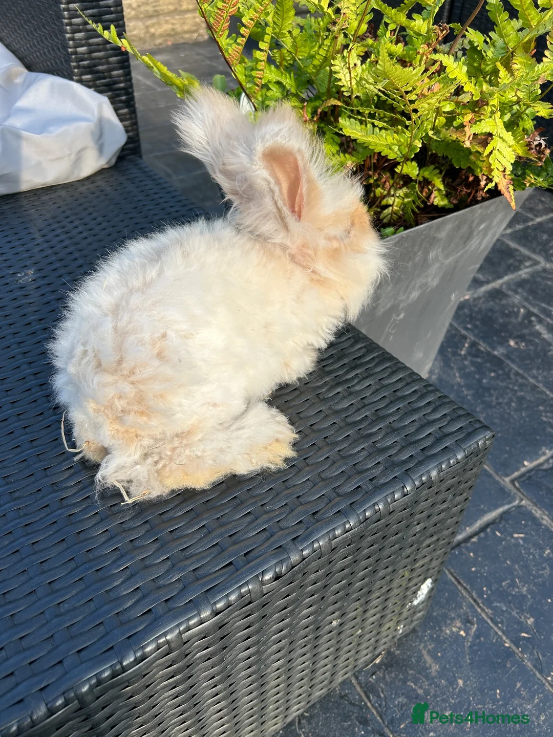 Angora rabbits for sale: Pure bred Angora bunnies £100 - Advert 11