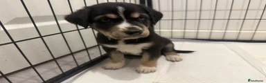 Mixed Breed 3