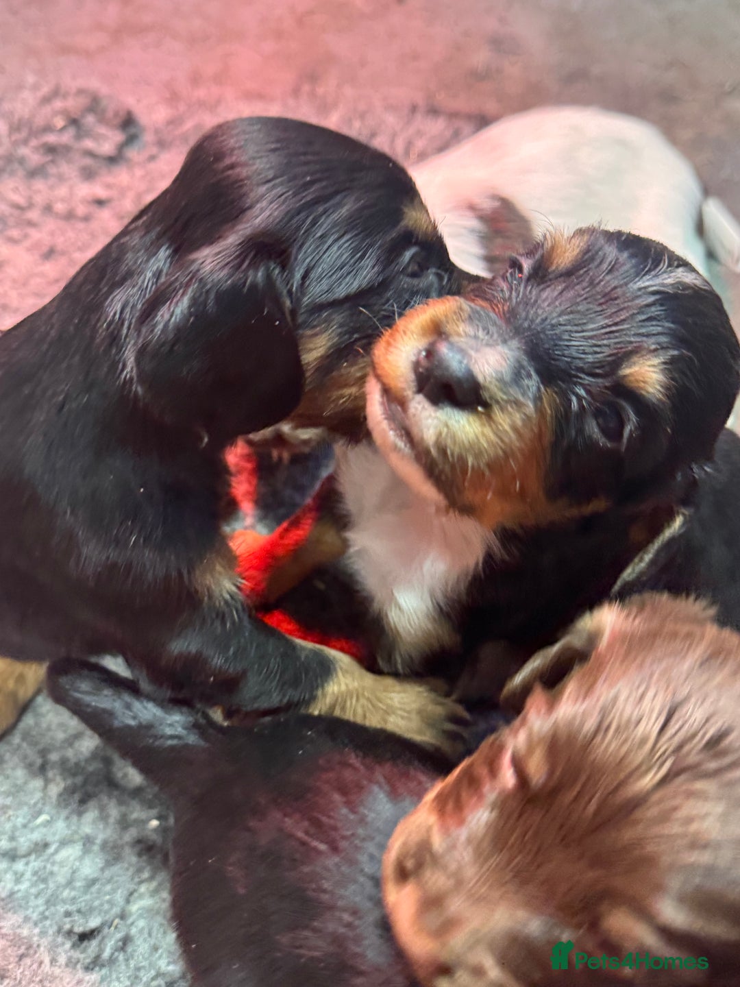 Cocker Spaniel dogs for sale: Working Cocker Spaniel Puppies - Advert 12