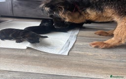 German Shepherd dogs for sale: German shepherd girl  kc registered  - Image 3