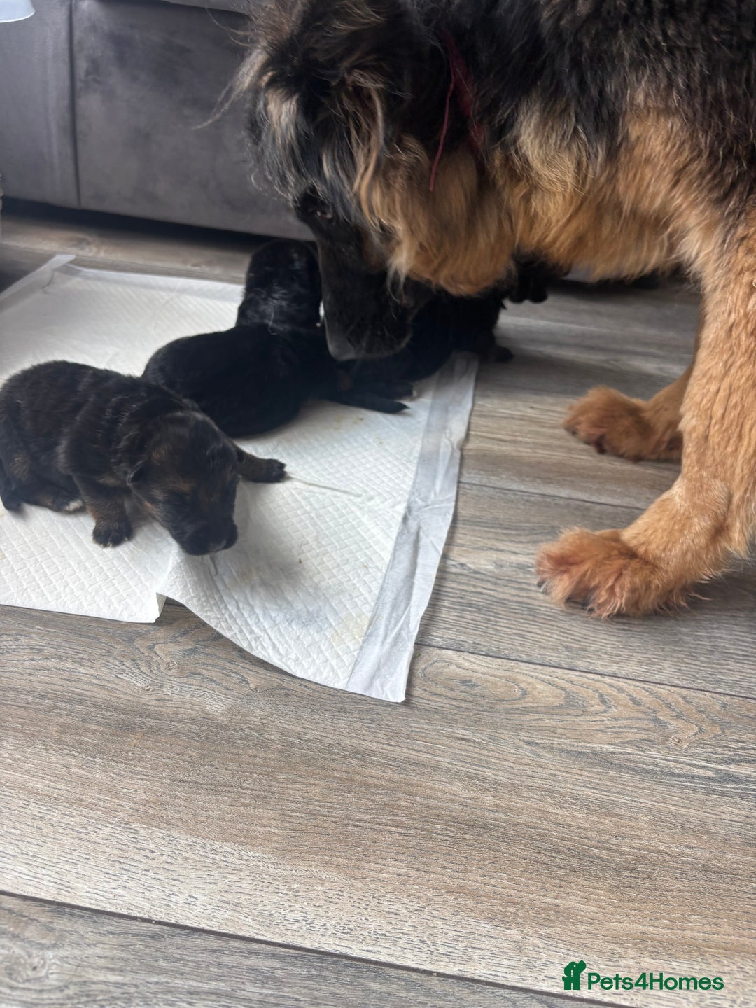 German Shepherd dogs for sale: German shepherd girl  kc registered  - Image 3