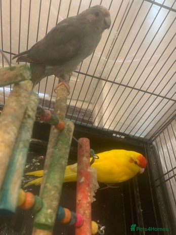 Cockatiels birds - Advert 16