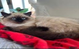Ragdoll cats for sale: Beautiful Purebred Ragdoll Kittens  - Image 11