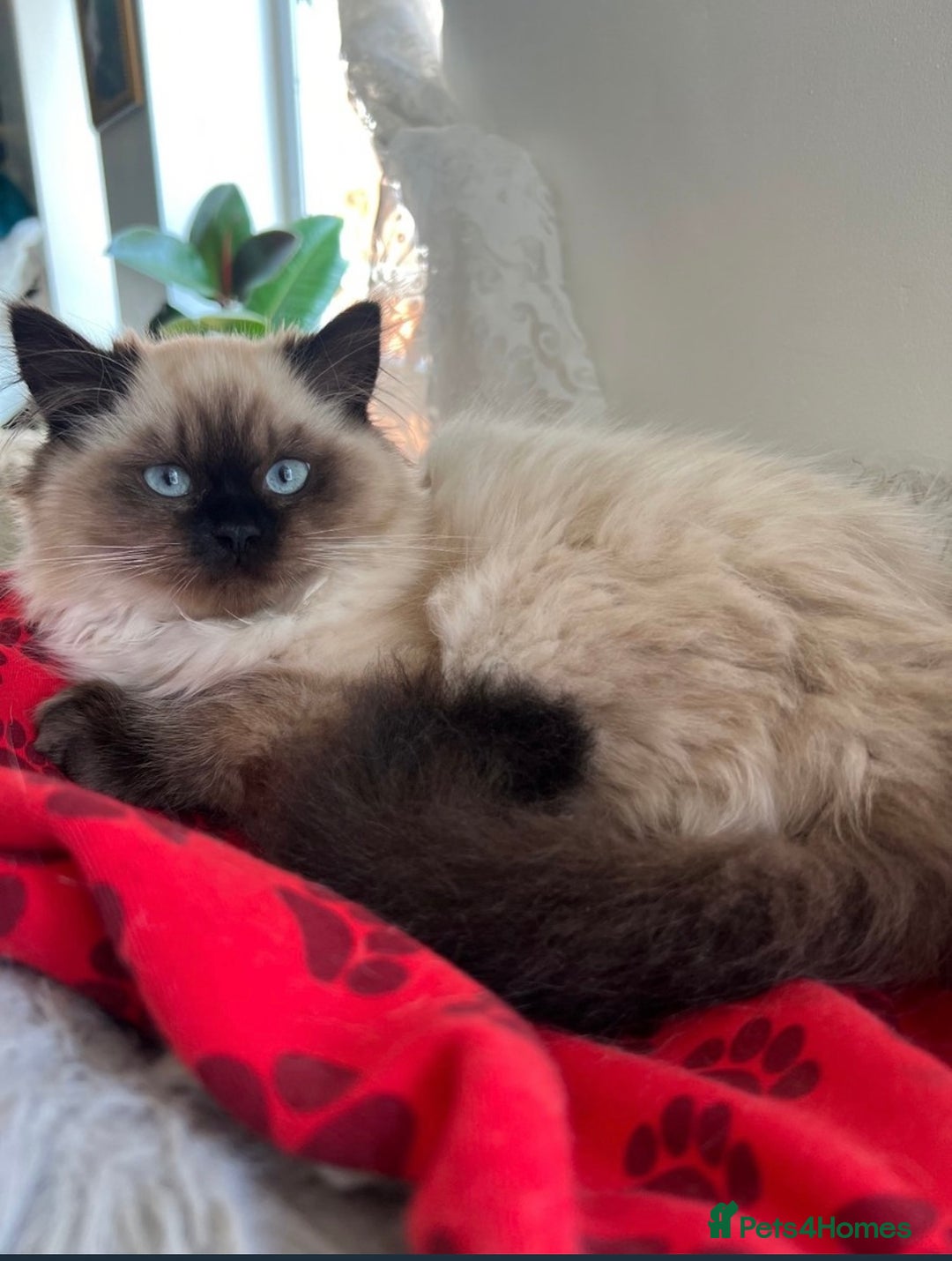 Ragdoll cats for sale: Beautiful Purebred Ragdoll Kittens  - Image 11