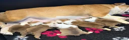 English Bulldog dogs for sale: ⭐️BULLDOG PUPPIES FROM BRITISHGOLD⭐️ - Advert 13