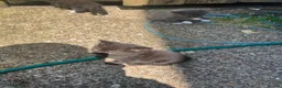 Mixed Breed cats for sale: Kittens in Swansea - Advert 6