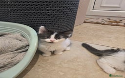 Mixed Breed cats for sale: Mixed breed male kittens  - Image 3