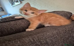 British Shorthair cats for sale: Fluffy kittens - Image 5