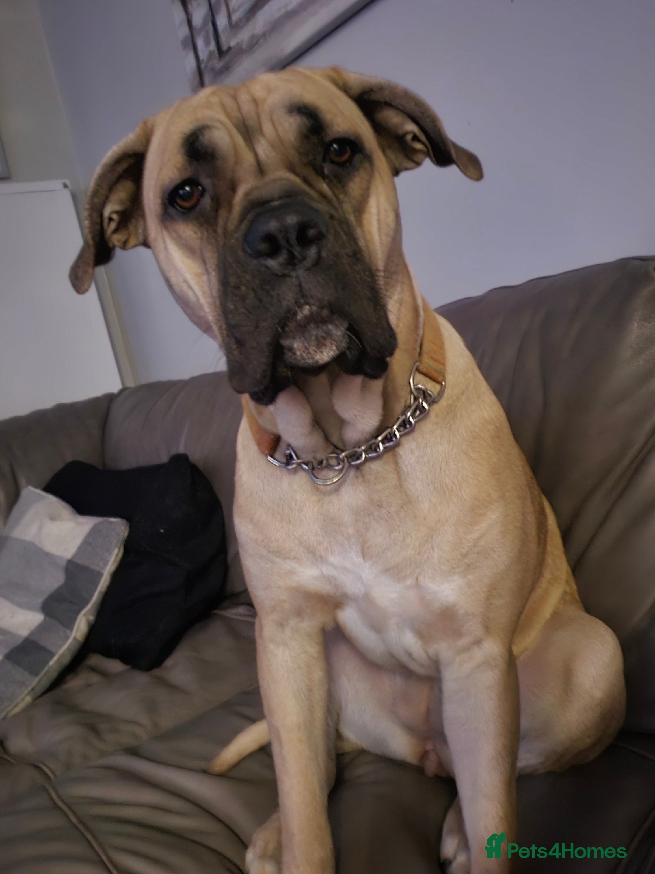 Cane Corso dogs Female cane corso for rehoming - Advert 2
