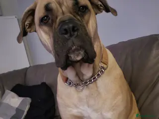 Cane Corso dogs Female cane corso for rehoming - Advert 2