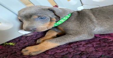 Dobermann dogs - Advert 1