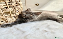 Maine Coon cats for sale: Maine Coon Kittens - Image 3