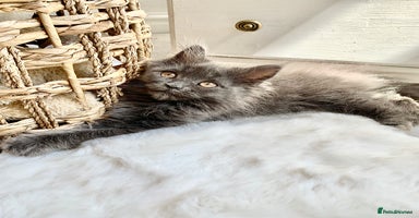 Maine Coon cats - Advert 5