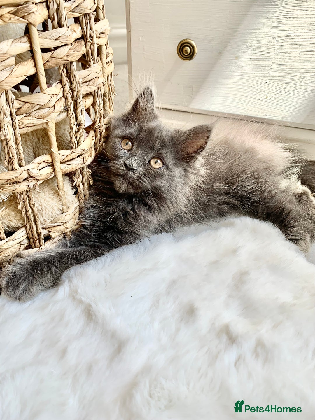Maine Coon cats for sale: Maine Coon Kittens - Image 3