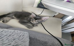 Maine Coon cats for sale: Maine coon kittens  - Image 16