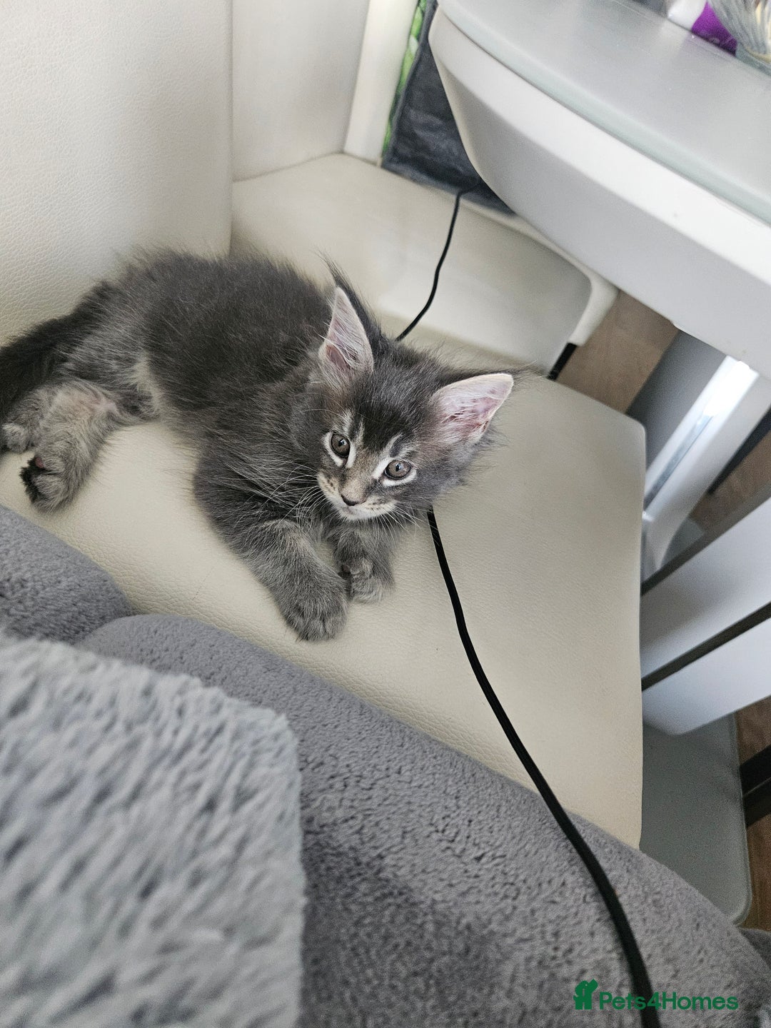 Maine Coon cats for sale: Maine coon kittens  - Image 16