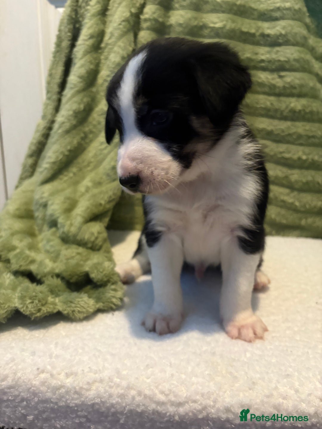 Border Collie dogs for sale: Beautiful Border Collie Puppies - Advert 3