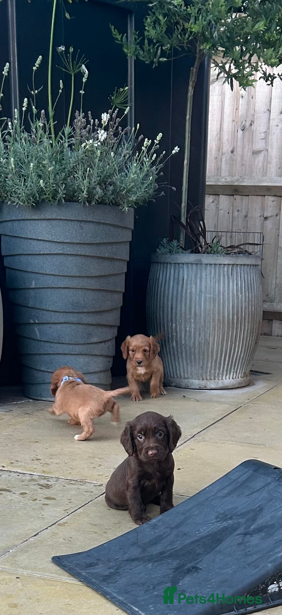 Cocker Spaniel dogs for sale: Out standing  Health tested working cockers  - Image 13