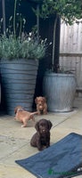 Cocker Spaniel dogs - Advert 2