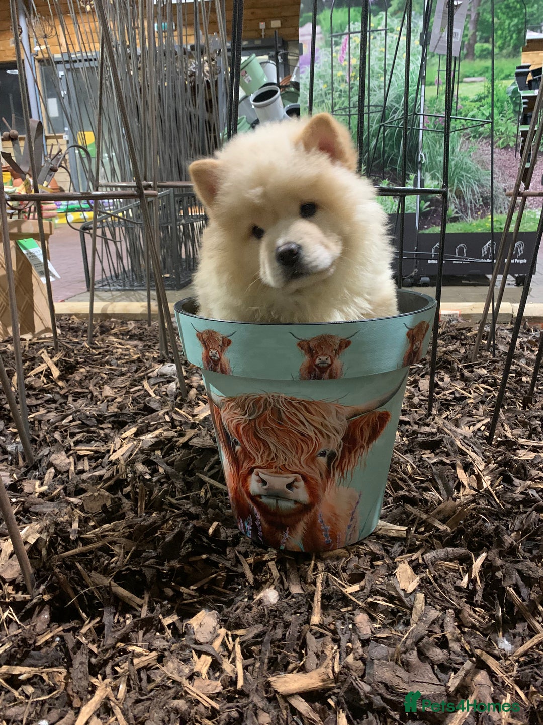 Chow Chow dogs for sale: One last little girl Daisy still available  - Advert 4