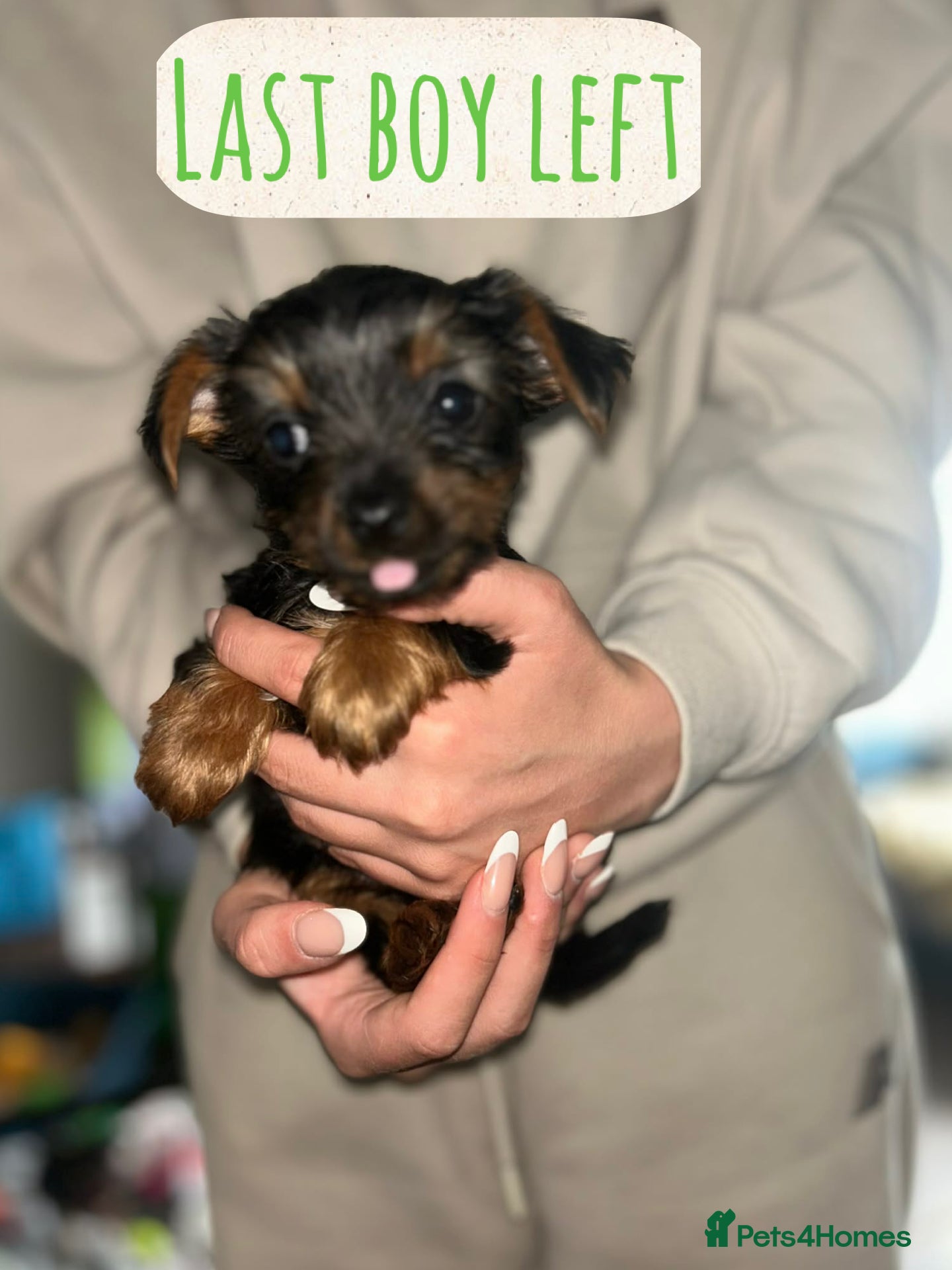 Yorkshire Terrier dogs Yorkshire terrier puppies  - Advert 3