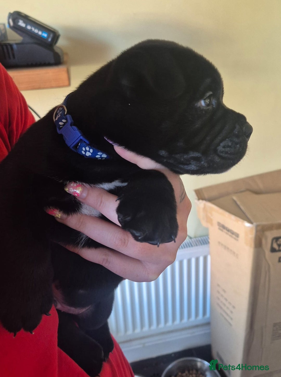 Mixed Breed dogs for sale: Pocket bully cross Chow Chow puppies for sale - Image 13