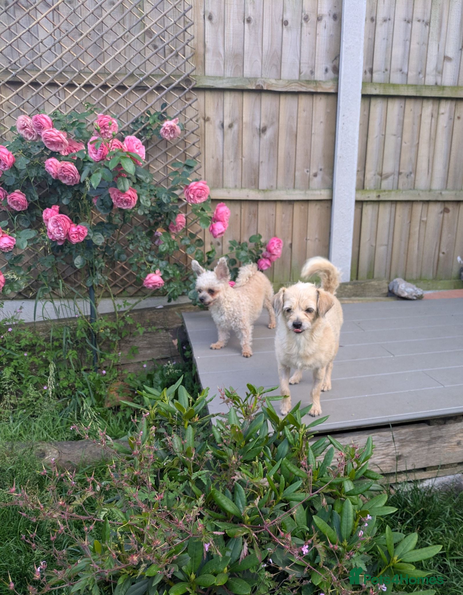 Chipoo dogs Hiking Companion Chipoo DNA tested 5 ⭐ - Advert 2