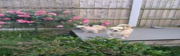 Chipoo dogs for sale: Hiking Companion Chipoo DNA tested 5 ⭐ - Advert 2