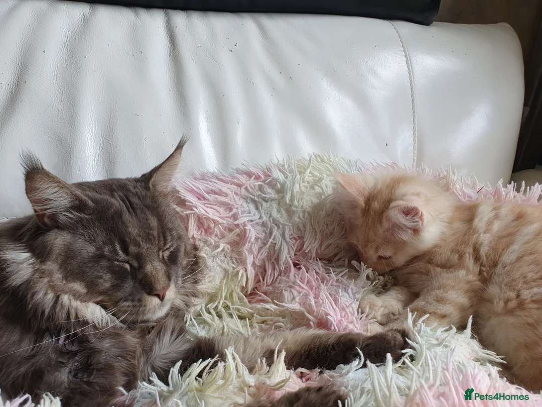 Maine Coon cats for sale: TICA Reg 2 Pure Bread Maine coon kittens - Advert 24