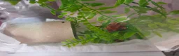 Gecko reptiles for sale: Baby crested geckos  - Advert 2