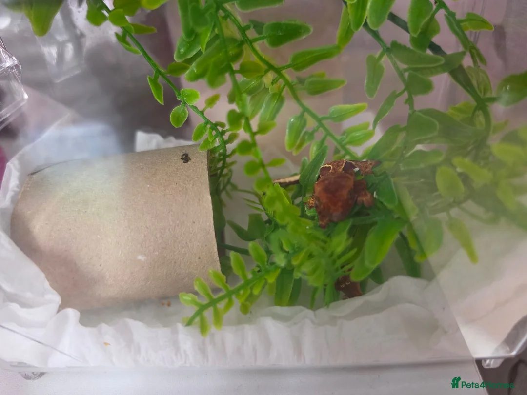 Gecko reptiles for sale: Baby crested geckos  - Advert 2