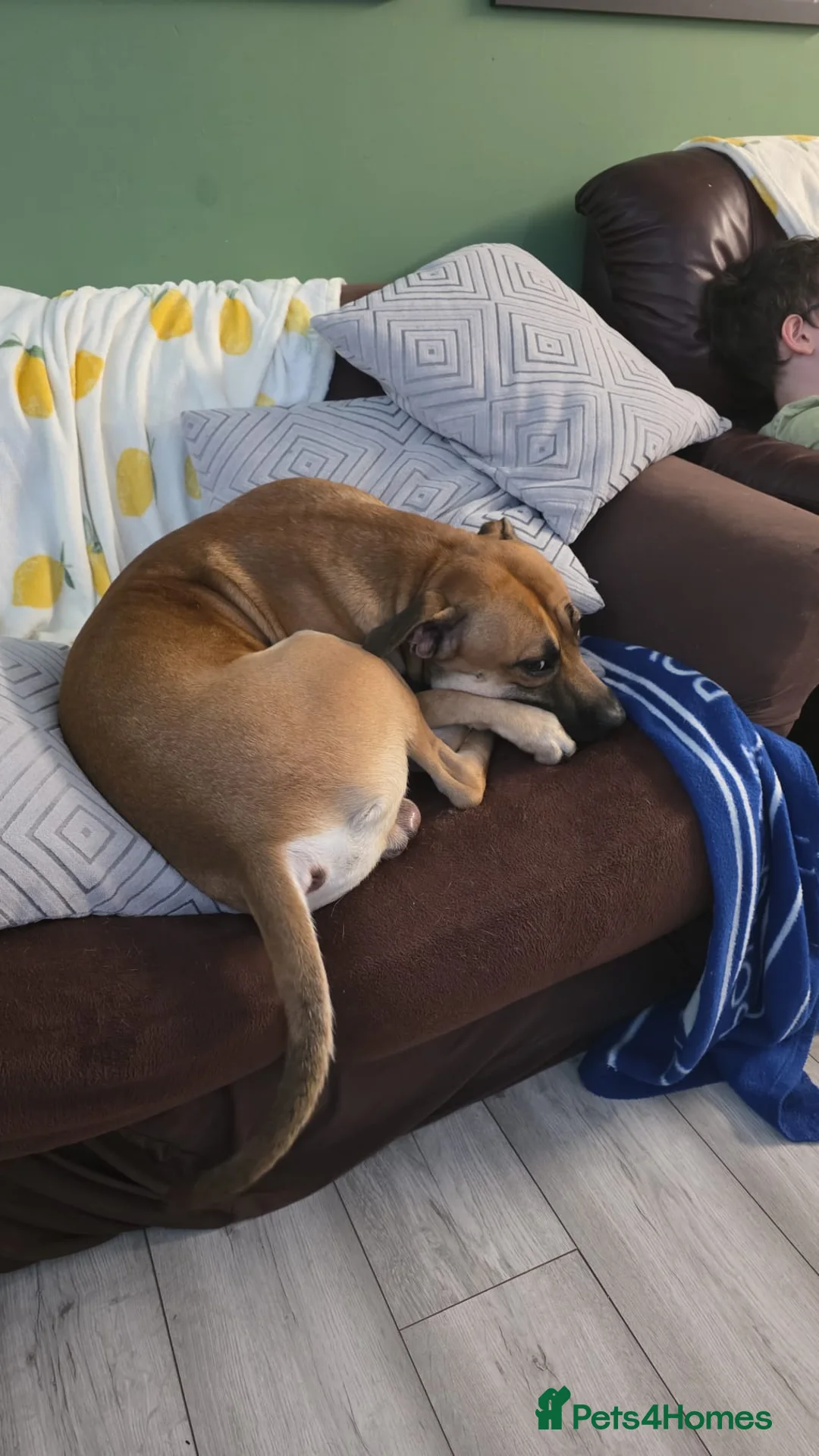 Mixed Breed dogs for sale: Need fast rehome of our gorgeous dog, Clay! in Exeter - Advert 2