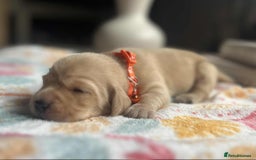 Labradoodle dogs for sale: Miniature Labradoodles  - Image 13