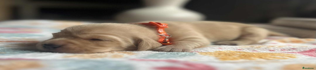 Orange boy 