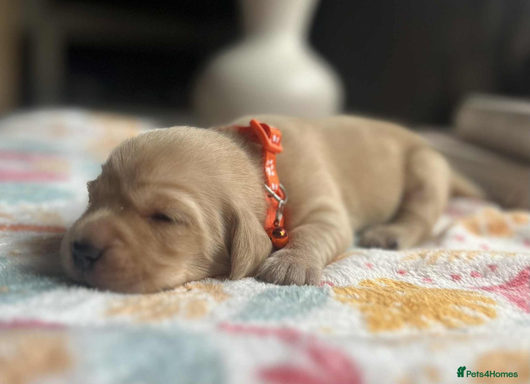Labradoodle dogs for sale: Miniature Labradoodles  - Image 13