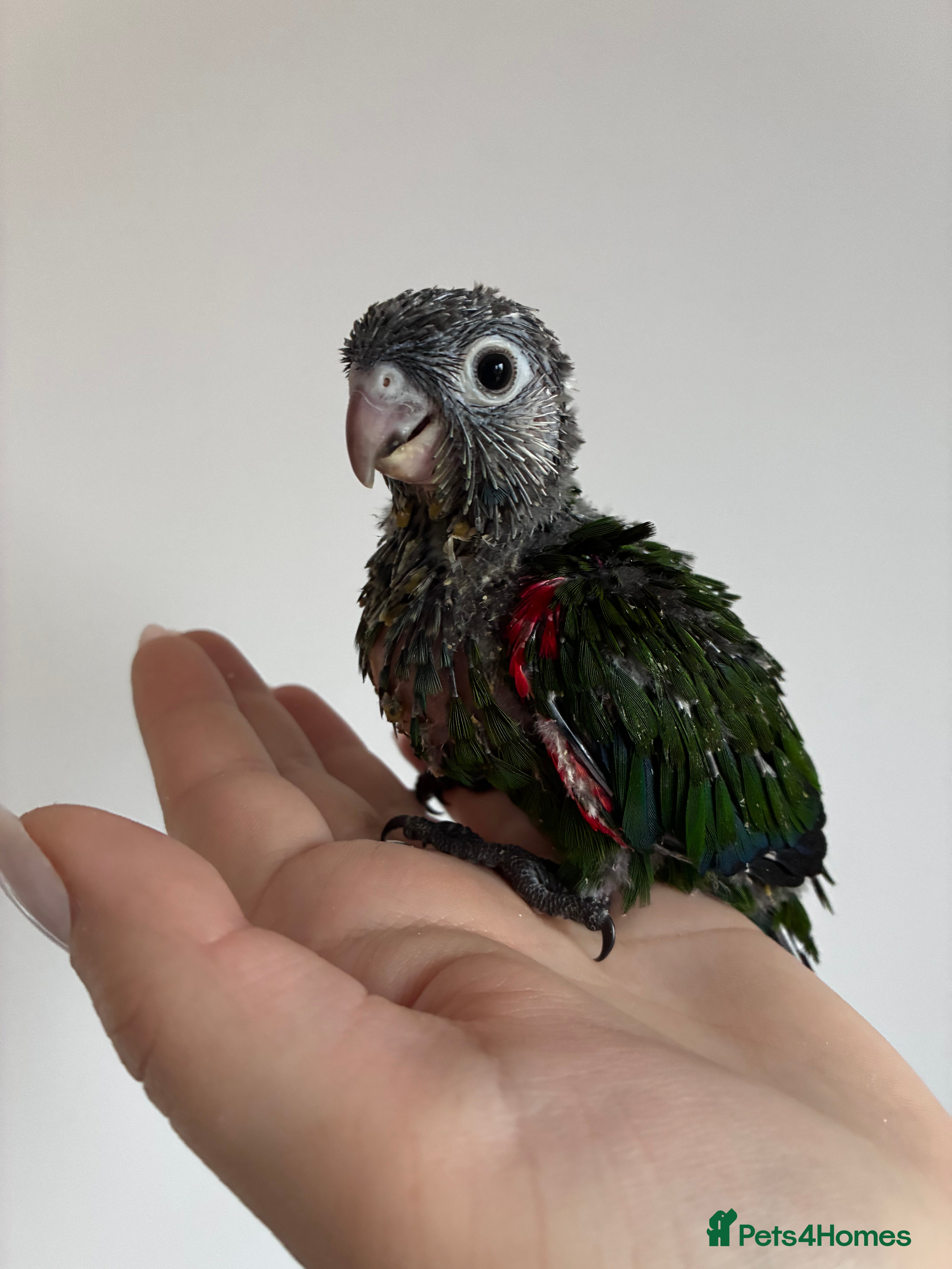 Conures birds Hand reared silly tame conures!  - Advert 1