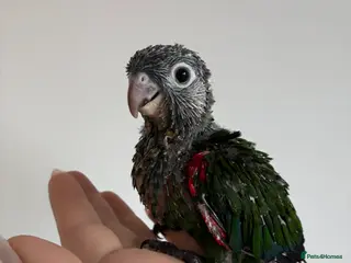 Conures birds Hand reared silly tame conures! - Advert 1