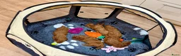 Toy Poodle dogs for sale: Deep red Toy Poodle puppies 🐶 in Exeter - Advert 30