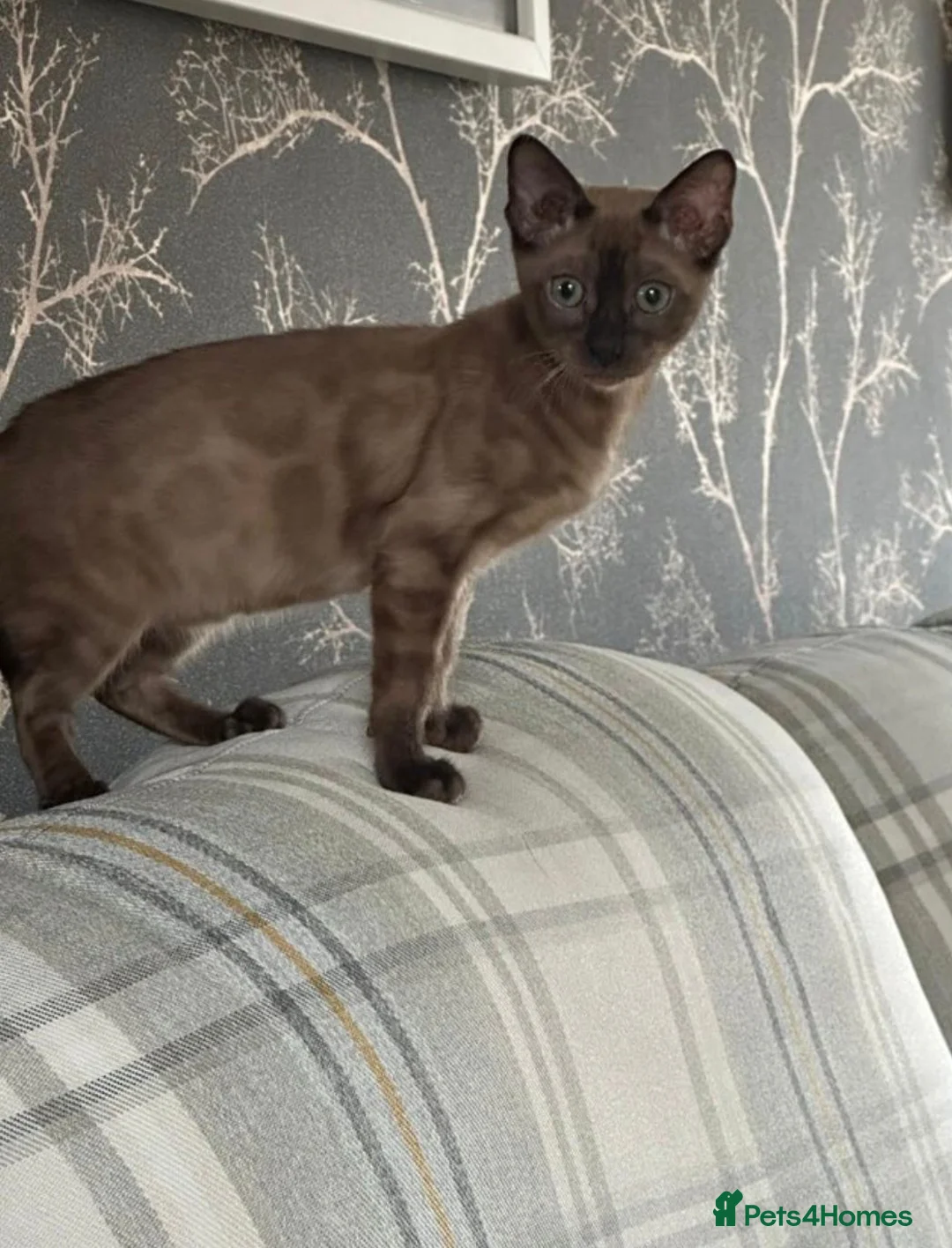 Bengal cats for sale: Beautiful Bengal female cat in Leek - Advert 3